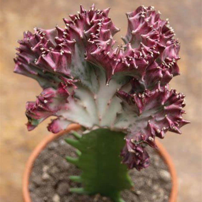 Euphorbia lactea (Mliečnik) ´CRISTATA´ - kont. C1L, výška 15-20 cm - RUŽOVÁ